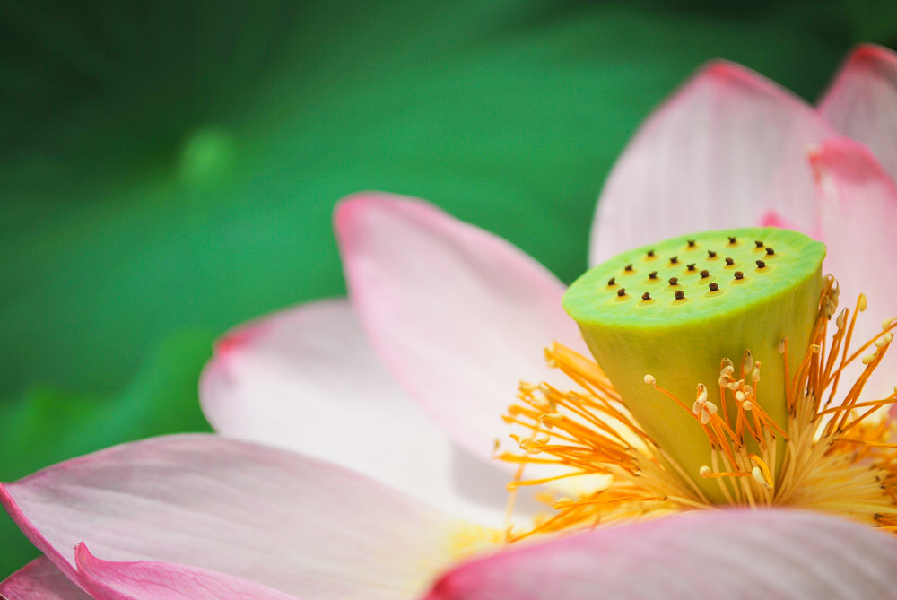 Close up of lotus flower and lotus leaf