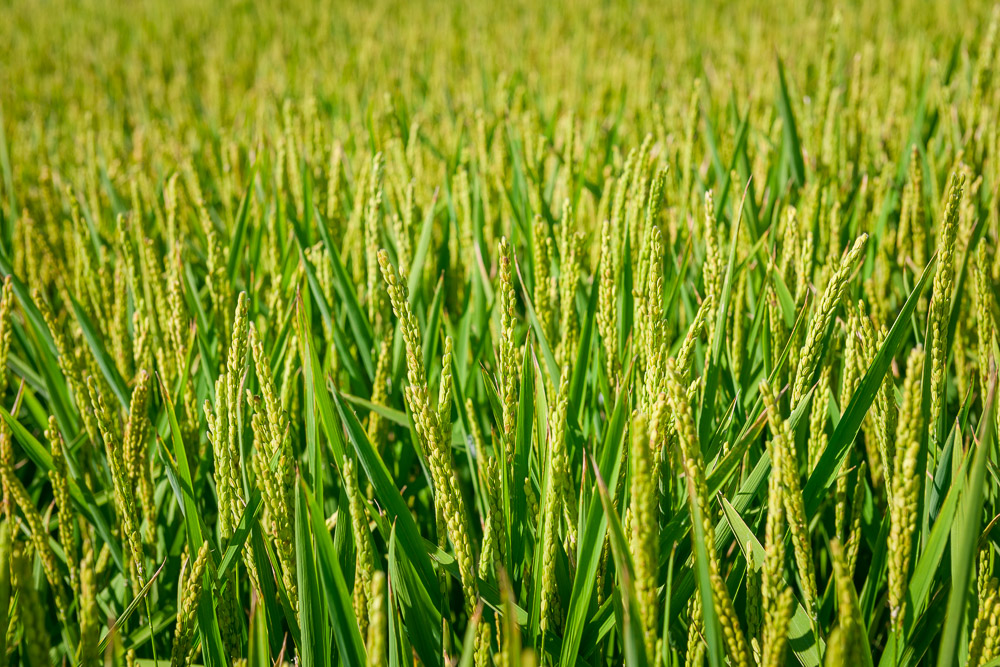 Close up of rice plants in the field