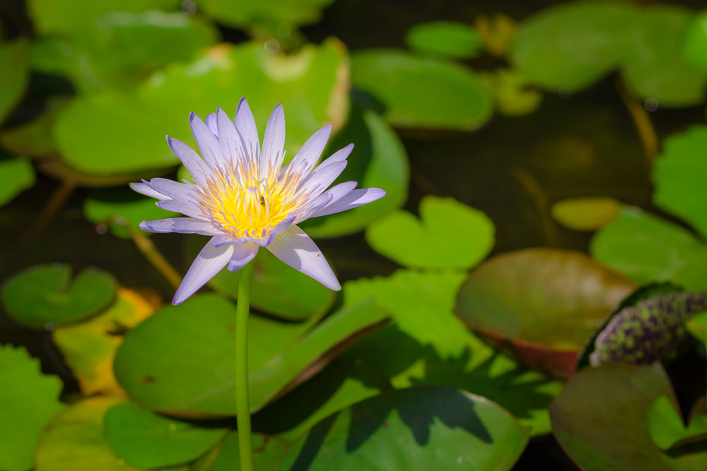 Water lily in full bloom in pond.