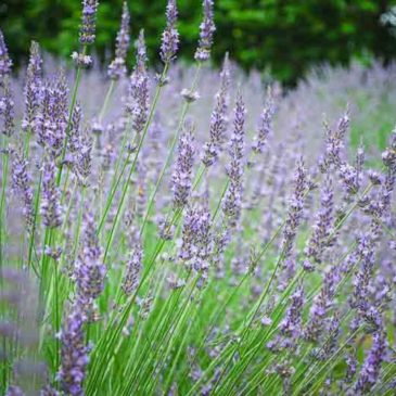 西方极乐世界的人都很高大