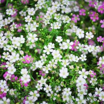 花开见佛悟无生