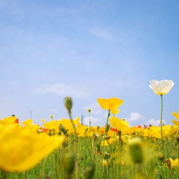 胎儿畸形是否可堕胎