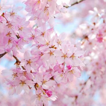 人乘佛教宣扬佛陀正法