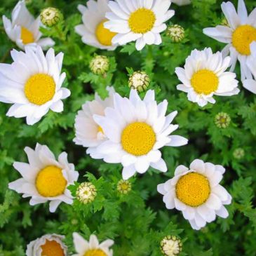 “与佛同在”与“阿弥陀佛”