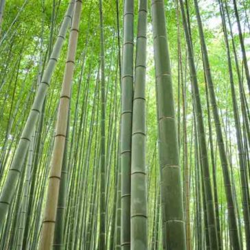 已经结婚的人，是不是可以“与佛同在”，成为佛教徒