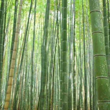 悟无生开智慧花