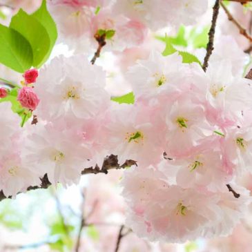 希望人人学菩萨作菩萨