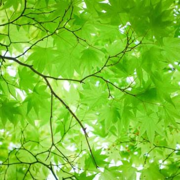 人乘佛教念佛法