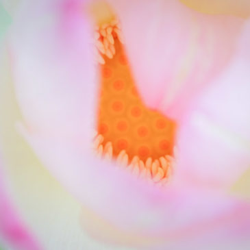 慈悲法门度嗔心