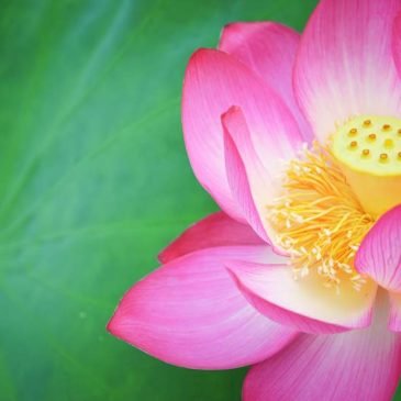 道德必须从家庭开始