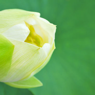 因圣教量知确有西方佛国