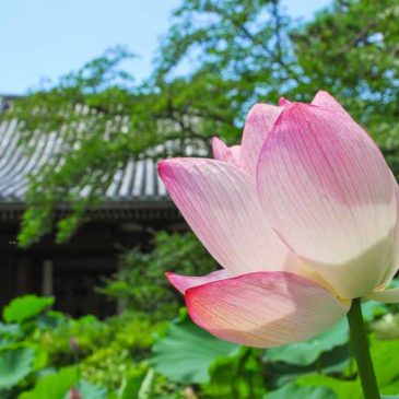 在家出家有不同