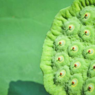 人乘佛教是人的佛教