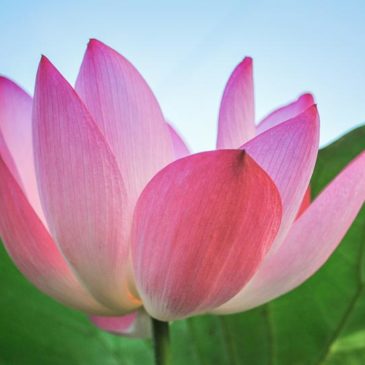 寂灭就是度尽内众生