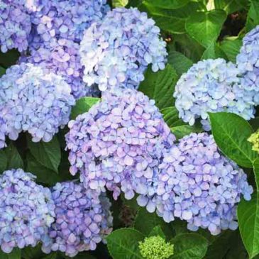 人乘佛教为现代潮流所需要