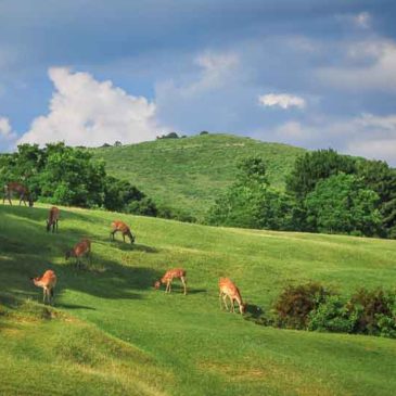 人乘佛教在人间