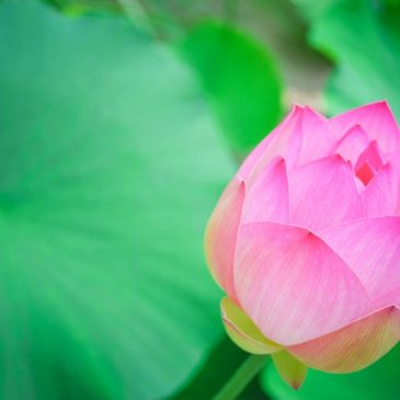 人乘佛教禅净双修入菩萨道