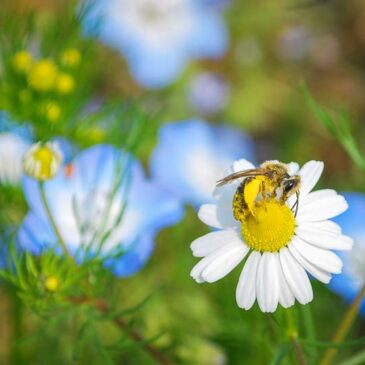 我们要佛化人间
