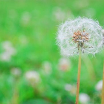 要建设佛化家庭