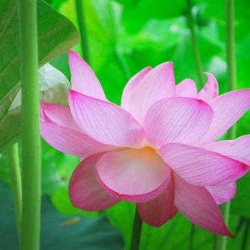 信佛念佛要与佛同在