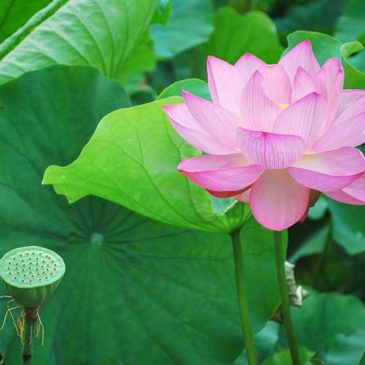 非持戒非不持戒