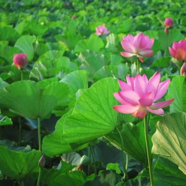 念佛念佛念念佛